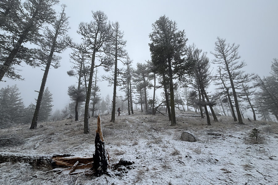 The trees look kinda cool here!