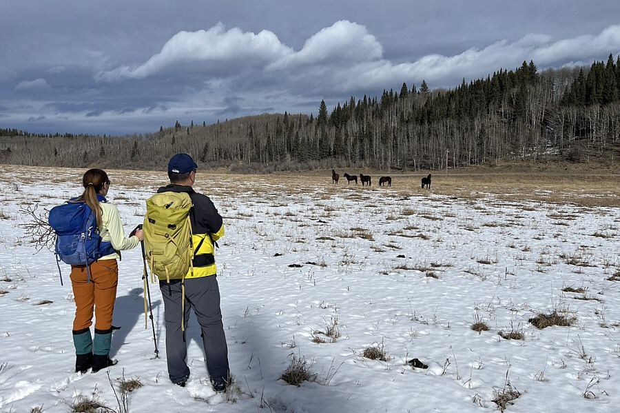 It's the Year of the Horse!