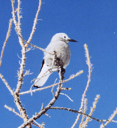 Clark's Nutcracker