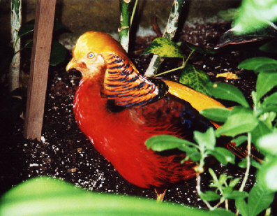 Colourful, yes, but deep down, it probably tastes just like chicken.