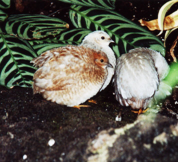 Hard to imagine all those tiny little bones would make for good eating.