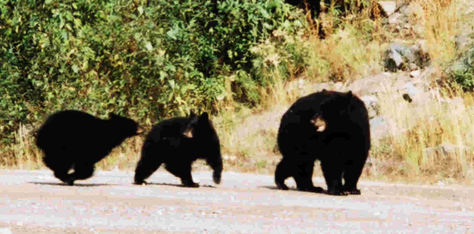 Bears on the move!