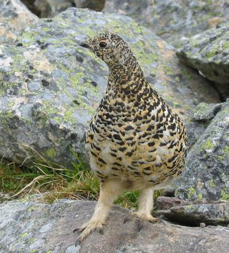 An irate ptarmigan.