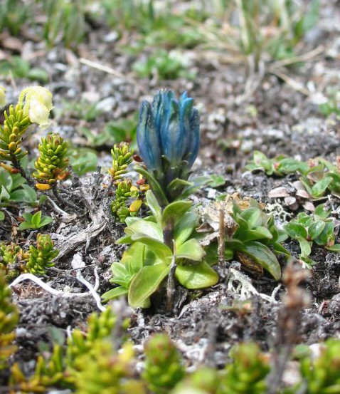 Alpine Gentian