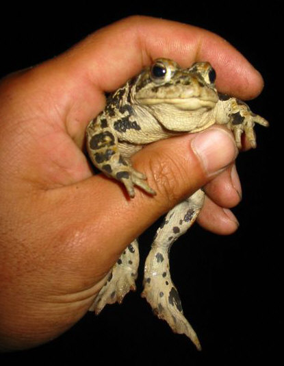 Boreal Toad