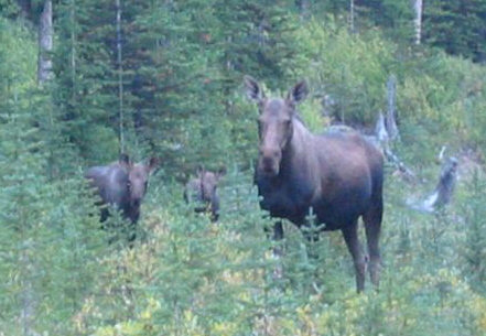 When moose turn bad...