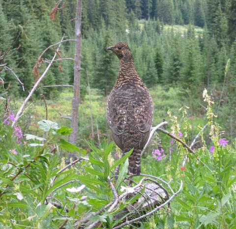 Ruffed Grouse