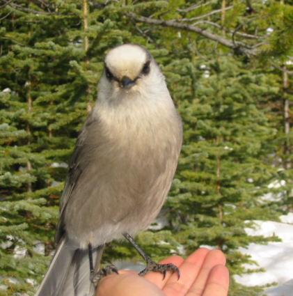 The little beggar...