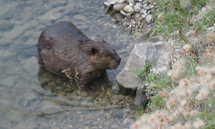 Nice beaver.