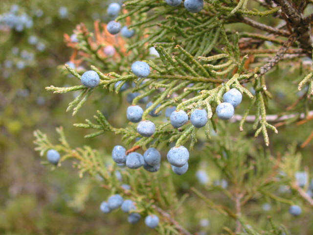 Jumping junipers, Batman!