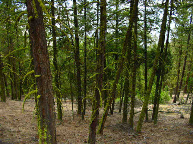 Find the woodpecker (tough).