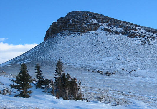 Sheep may safely graze...