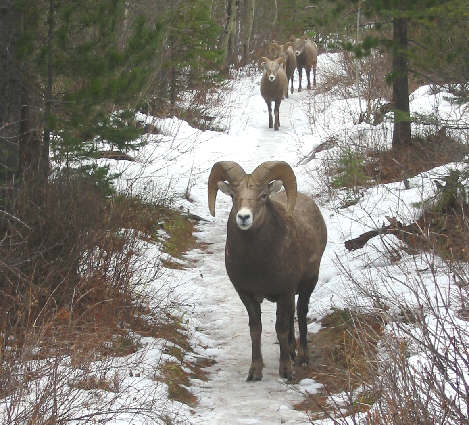Sheep with an attitude.
