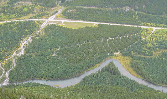 Message from aliens?? Looks like a fish skeleton!