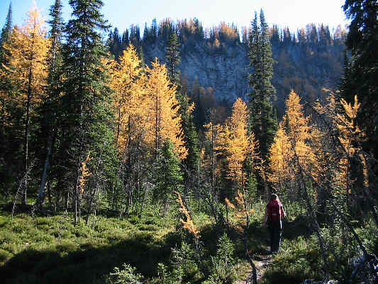 Ahhh...golden larches!
