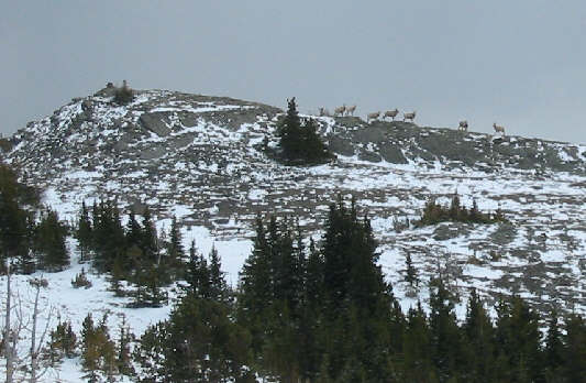 Sheep on the horizon.