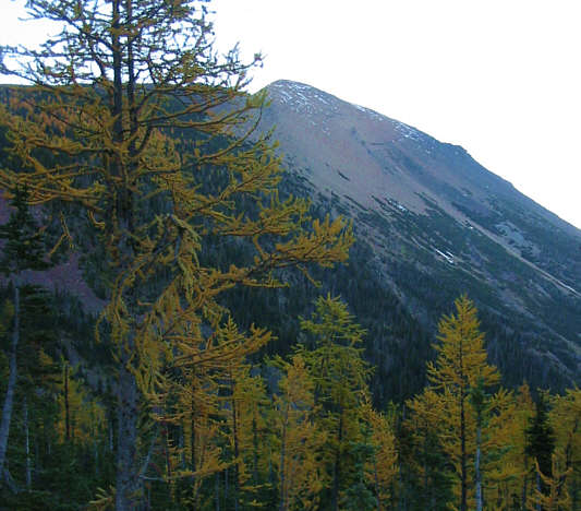 And now, No. 3, The Larch.