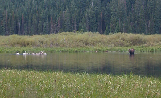 Kootenai Lakes sport an abundance of entertaining waterfowl and the occasional moose.