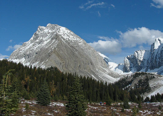 The larches have already lost most of their needles and colour.