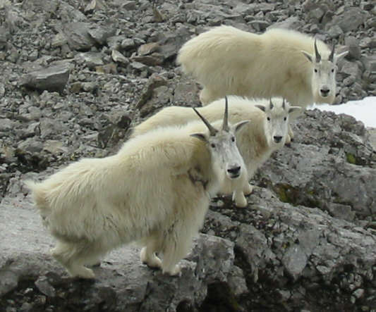 The Three Billy Goats Gruff?