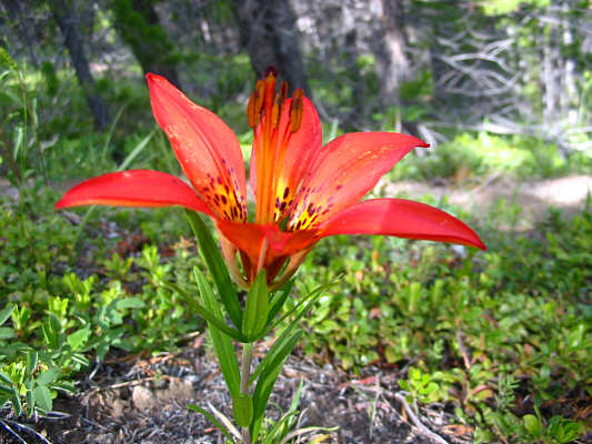 Being so close to the trail, some of these flowers resemble flagging tape.