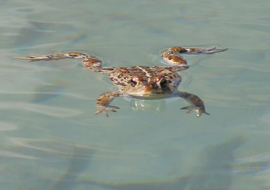 Toad: "Bunch of pansy humans!"