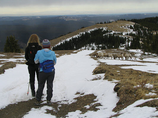 Who wants some mutton for dinner?