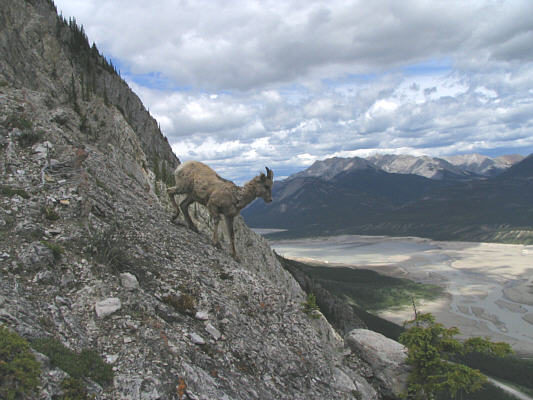 It's amazing how well sheep move on steep, rocky terrain.