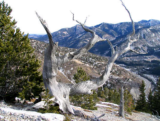 Not having done anything in 2 months, my body kinda felt like how this tree looks!