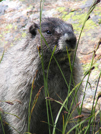 Their whistles can be quite piercing.