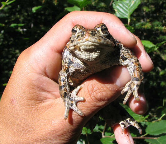 Further back on the access road, there is a sign urging motorists to slow down for toad crossings!