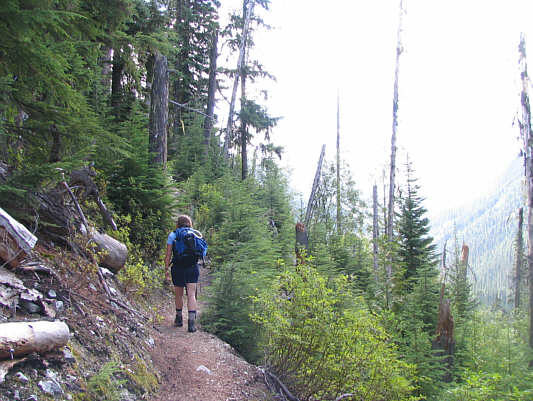 Views are limited, but huckleberries can be found.