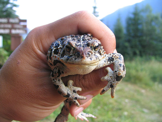 Not the same toad as in the earlier picture!