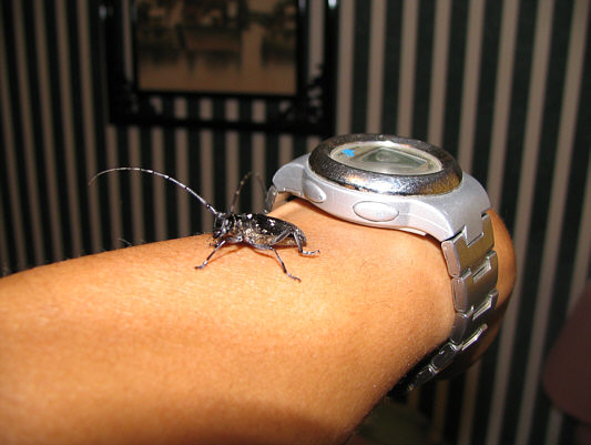 These beetles are really cool and almost appear to be sociable!