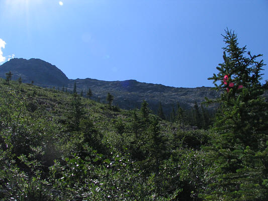 That thrash through the trees was hardly what I'd call 'utopia'!