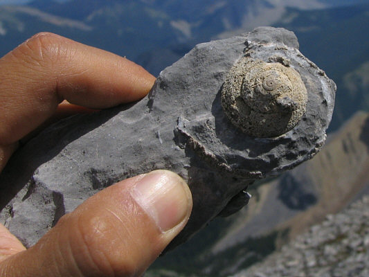 There's something primeval about the spiral shape...