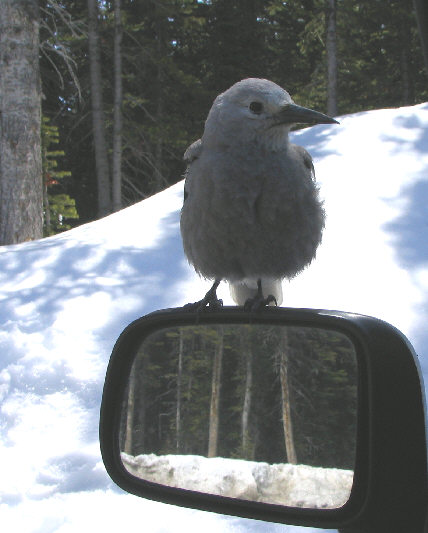 The bird must think it's tourist season already.
