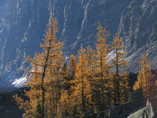 Autumn is one of the best times to visit Lake O'Hara.