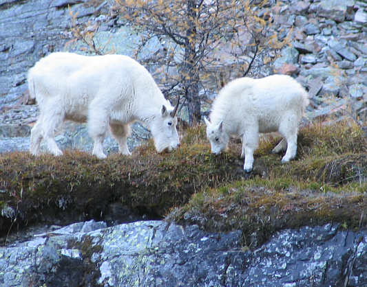 Wietse does a great imitation of a goat...almost too good...