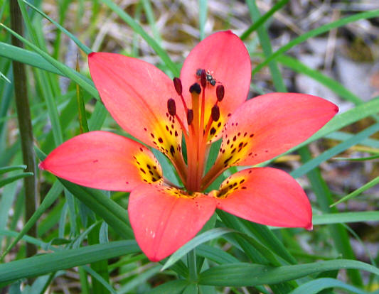 There were lots of these flowers in the forest near the unnamed lake.