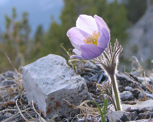 If there's nothing else to see, might as well take some pictures of flowers...