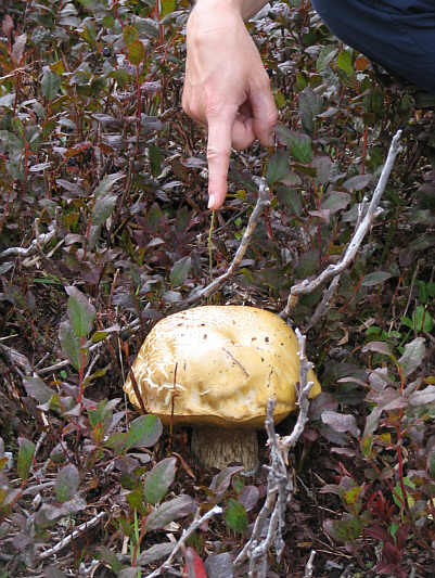 I wonder how big these things get...