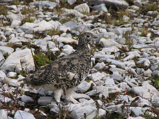 This was one of four that I saw in the area.