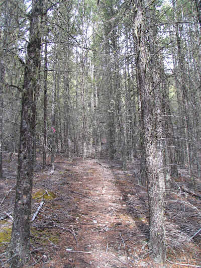 See the flagging tape?