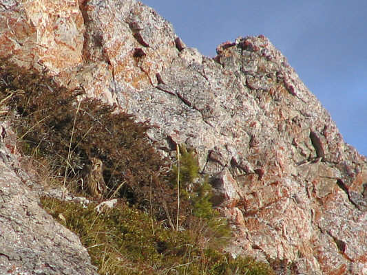 I think it's a burrowing owl.