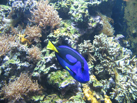 Hmm...I wonder what blue tang tastes like...