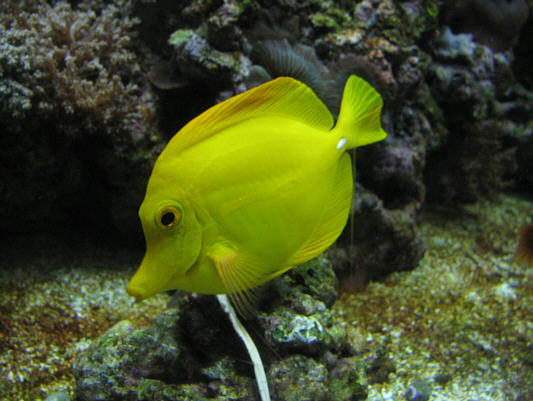 Hmm...I wonder what yellow tang tastes like...