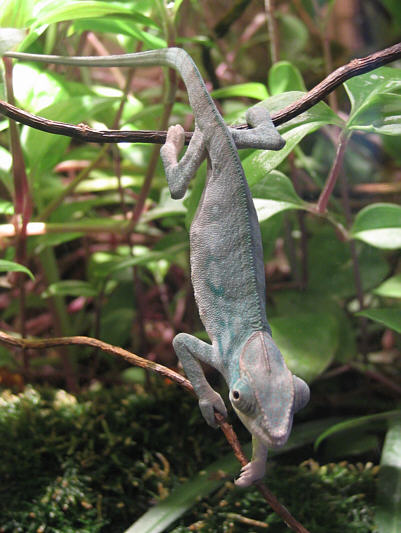 Hey, remember that song, "Karma Chameleon"?