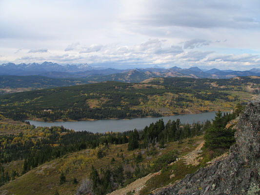 There were a lot of waterfowl on the lake.
