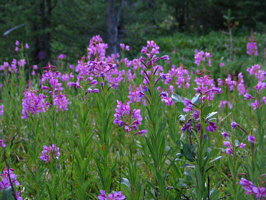 Wonder if anyone's ever tried smoking fireweed...